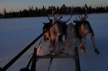 Упряжка оленей в движении