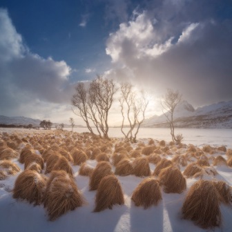 Тролли на зимовке